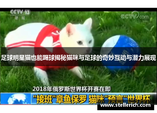 足球明星猫也能踢球揭秘猫咪与足球的奇妙互动与潜力展现